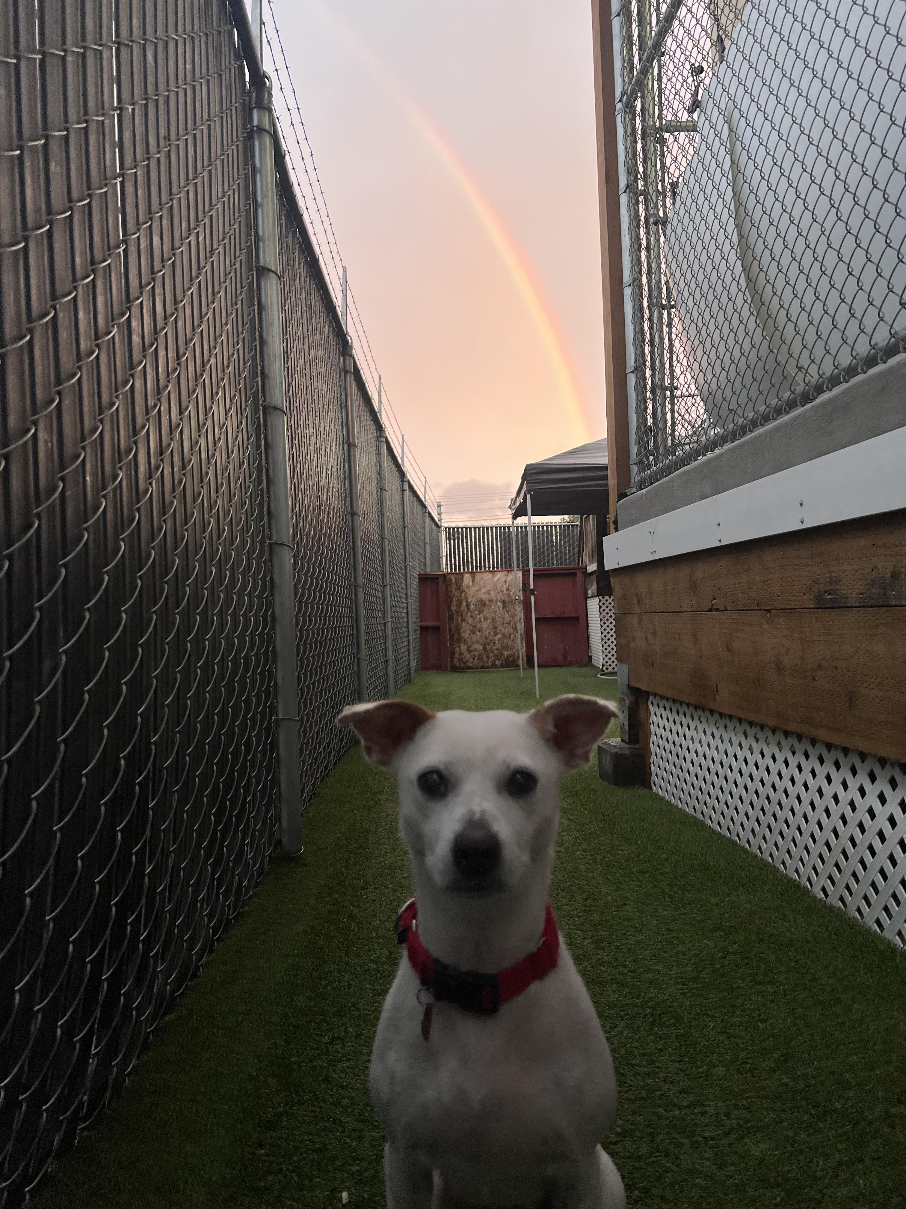 Tamzyn, a Adoptable Mixed Breed in Seattle, WA image 1/3