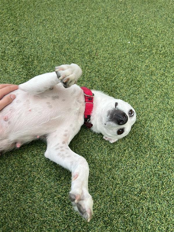 Tamzyn, a Adoptable Mixed Breed in Seattle, WA image 2/3