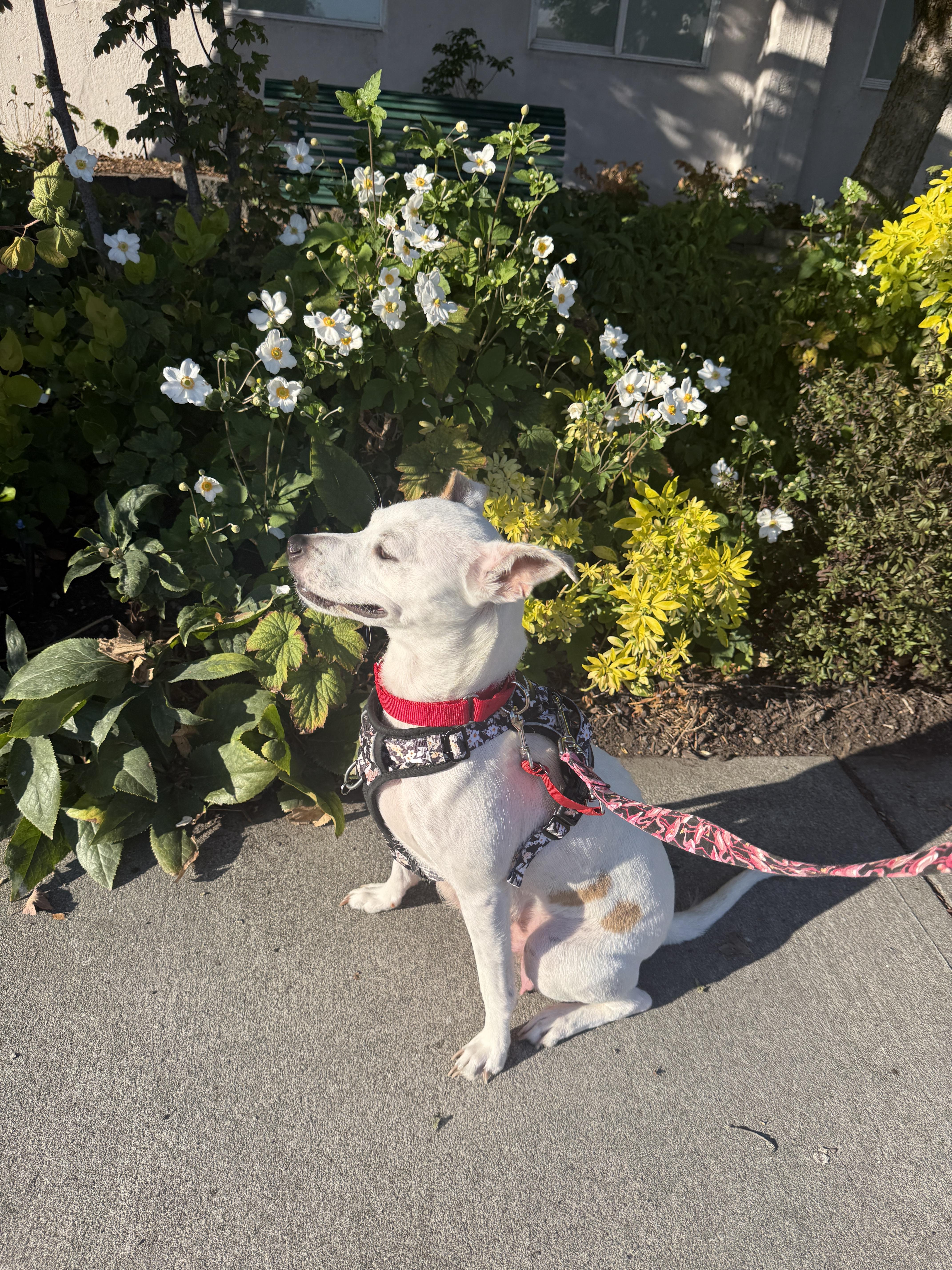 Tamzyn, a Adoptable Mixed Breed in Seattle, WA image 3/3