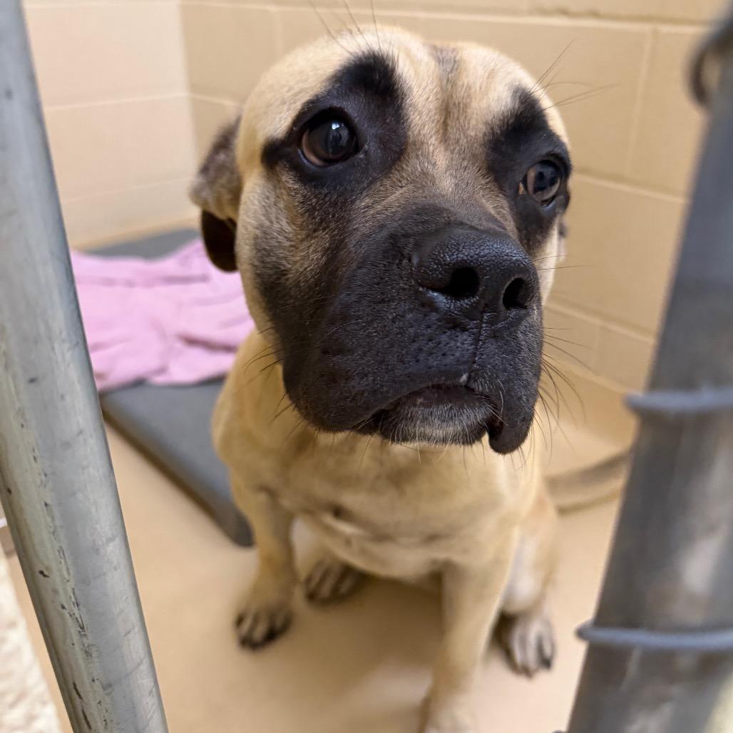 Keyboard Smash, Adoptable, Young Male Mixed Breed.