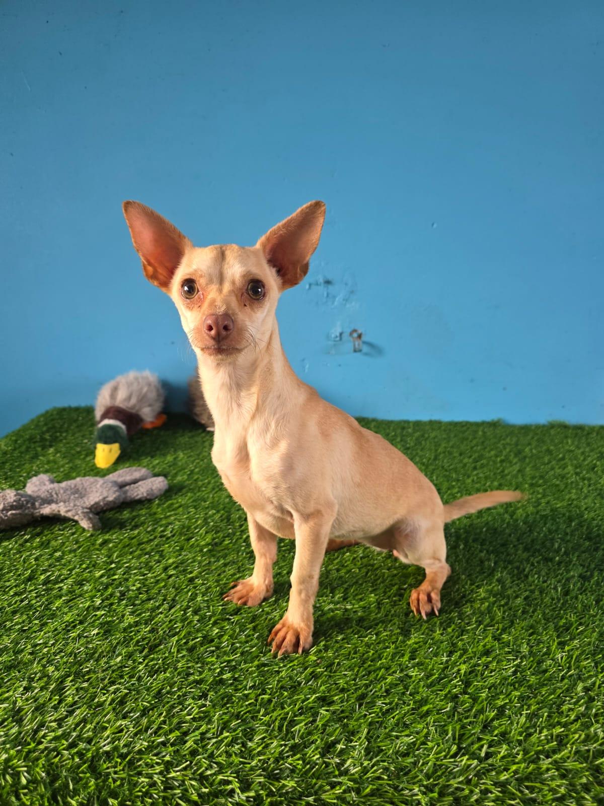 Enlarge Paloma, a ADOPTABLE Yellow Labrador Retriever in Tijuana, BCN image 1/6