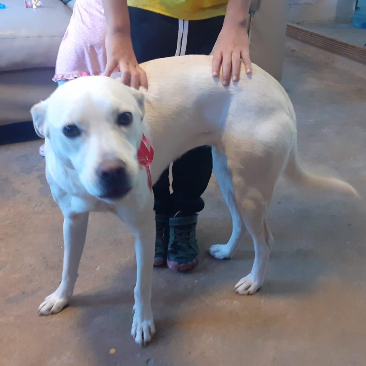 Paloma, ADOPTABLE, Young Female Yellow Labrador Retriever.