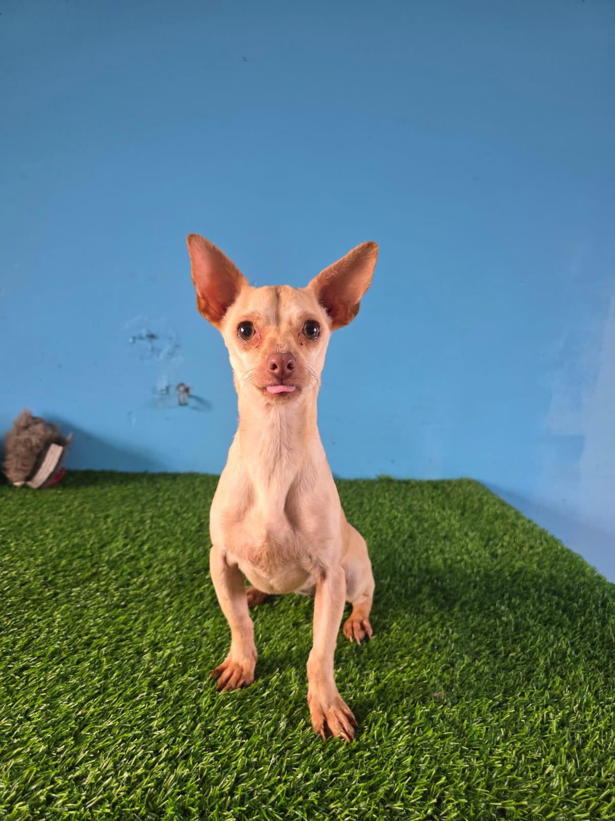 Enlarge Paloma, a ADOPTABLE Yellow Labrador Retriever in Tijuana, BCN image 3/6
