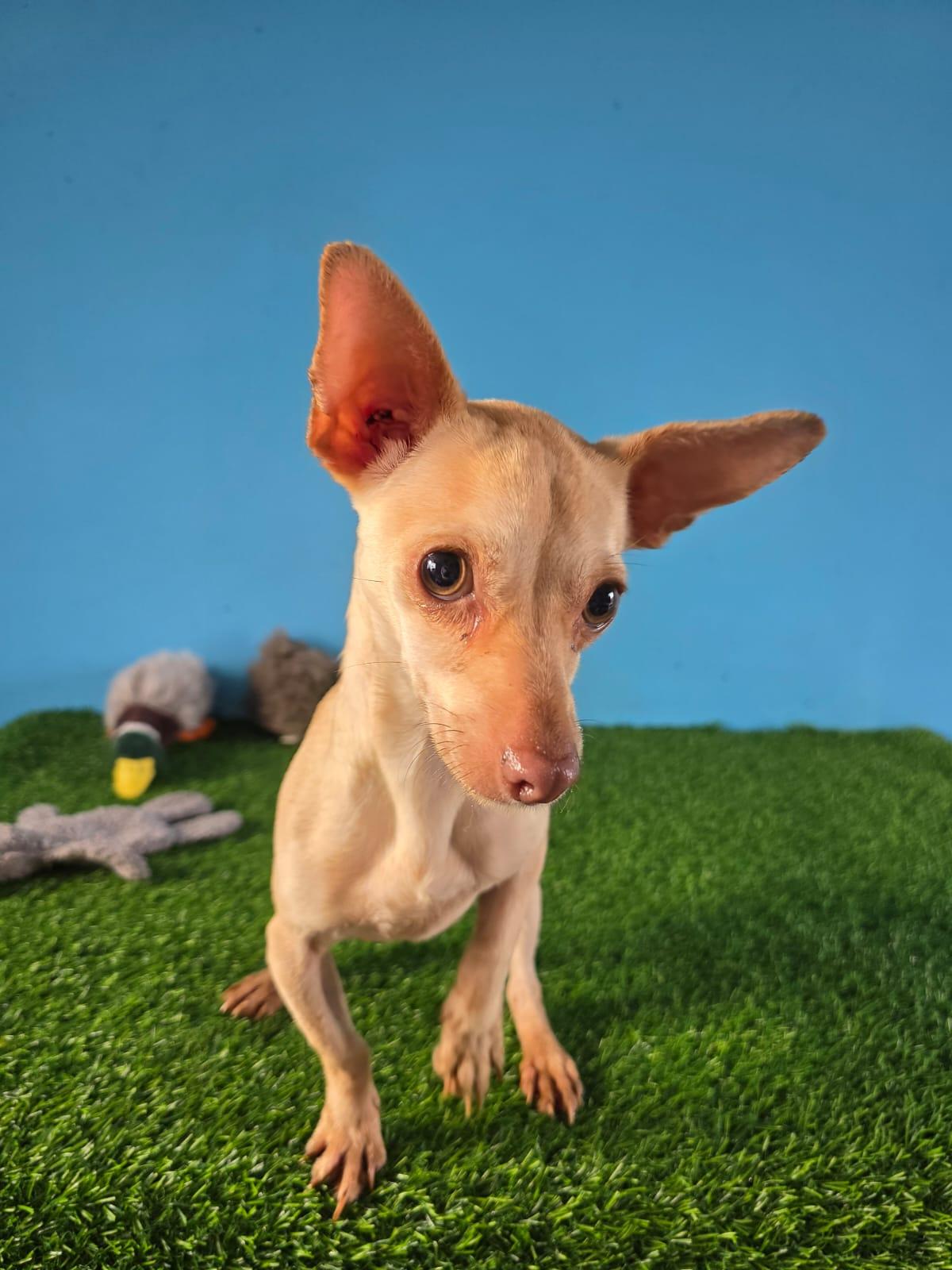 Enlarge Paloma, a ADOPTABLE Yellow Labrador Retriever in Tijuana, BCN image 4/6