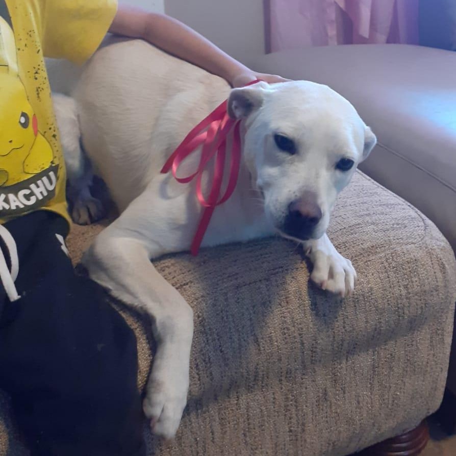 Enlarge Paloma, a ADOPTABLE Yellow Labrador Retriever in Tijuana, BCN image 6/6