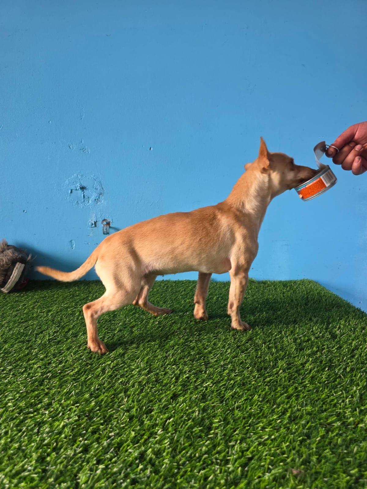 Enlarge Paloma, a ADOPTABLE Yellow Labrador Retriever in Tijuana, BCN image 5/6