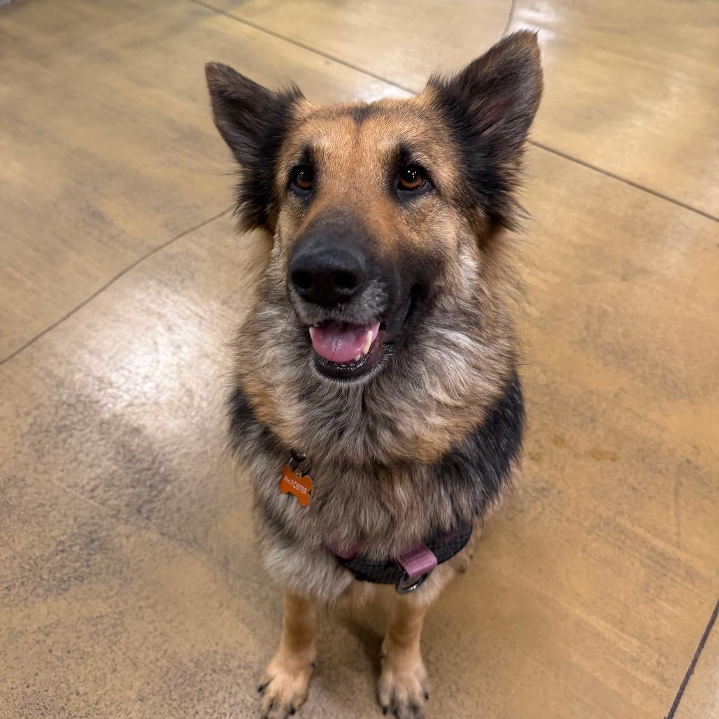 Luna, Adoptable, Adult Female German Shepherd Dog.
