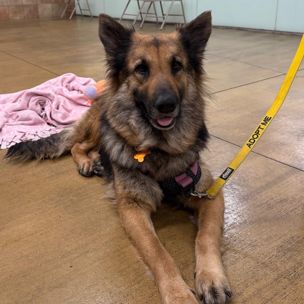 Enlarge Luna, a Adoptable German Shepherd Dog in Pasadena, CA image 2/3