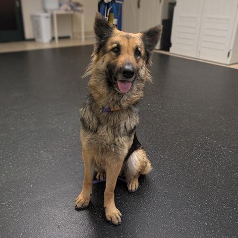 Enlarge Luna, a Adoptable German Shepherd Dog in Pasadena, CA image 3/3