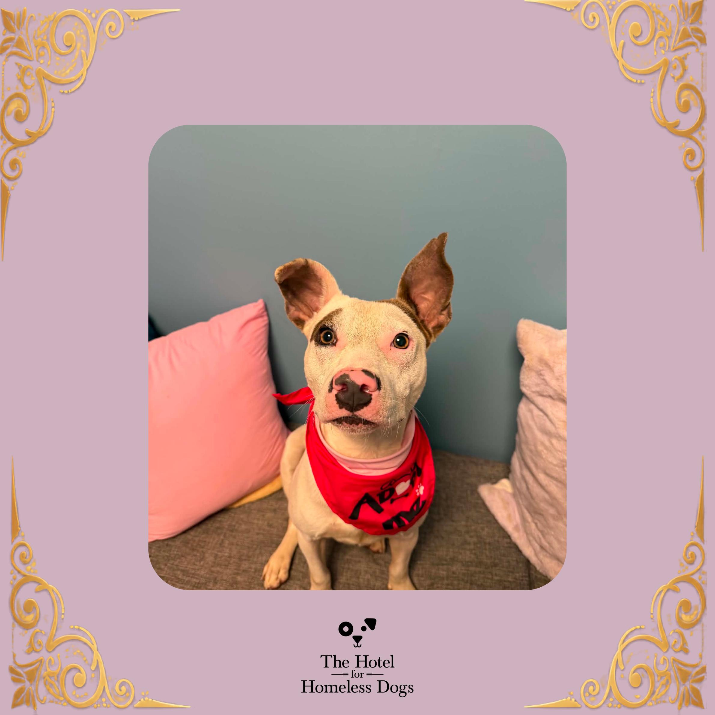 Grace, Adoptable, Young Female Terrier & Mixed Breed.