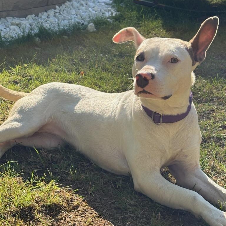 Enlarge Grace, a Adoptable mixed breed in Cumberland, RI image 6/6