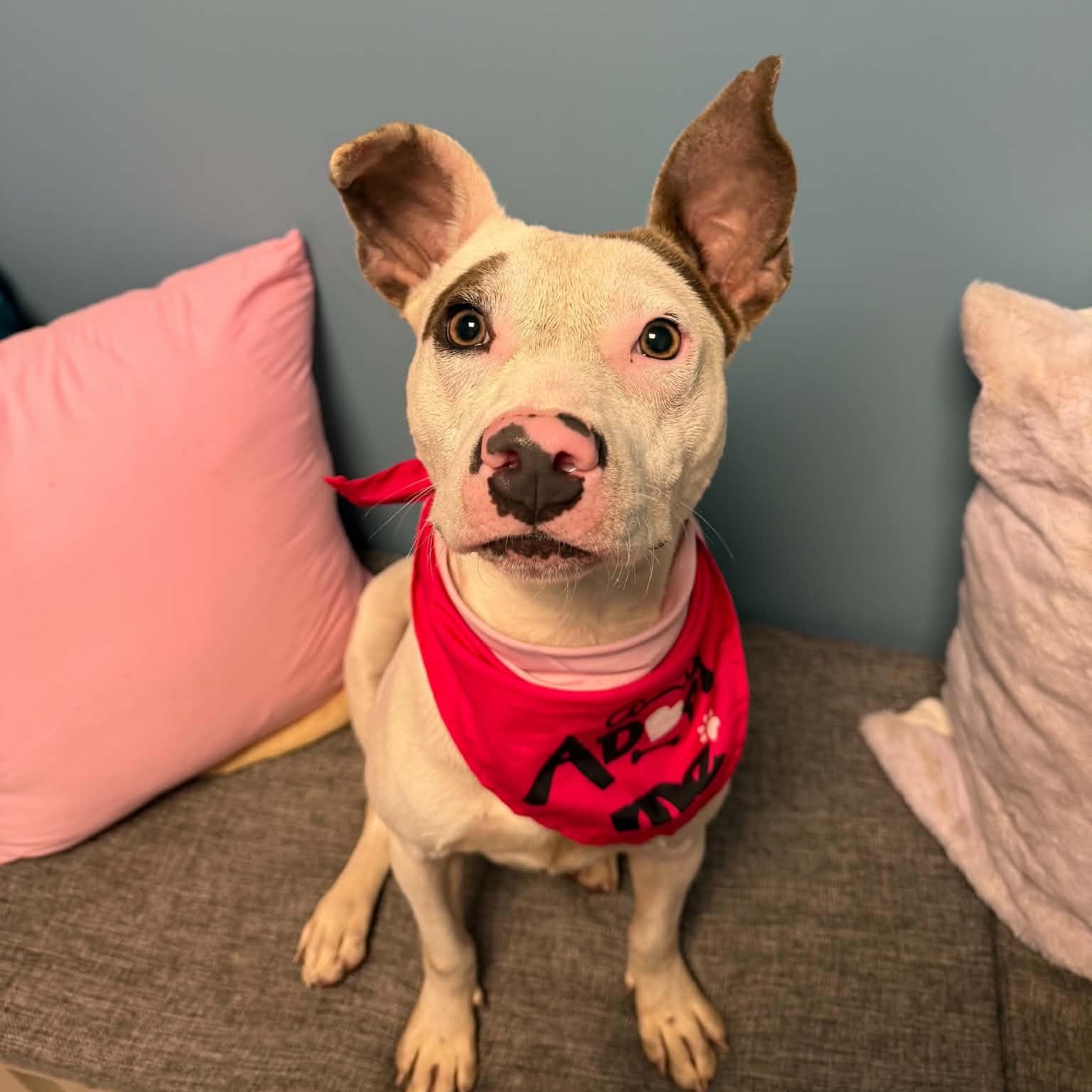 Enlarge Grace, a Adoptable mixed breed in Cumberland, RI image 4/6