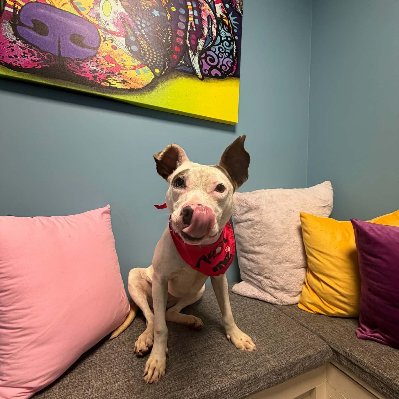 Enlarge Grace, a Adoptable mixed breed in Cumberland, RI image 2/6