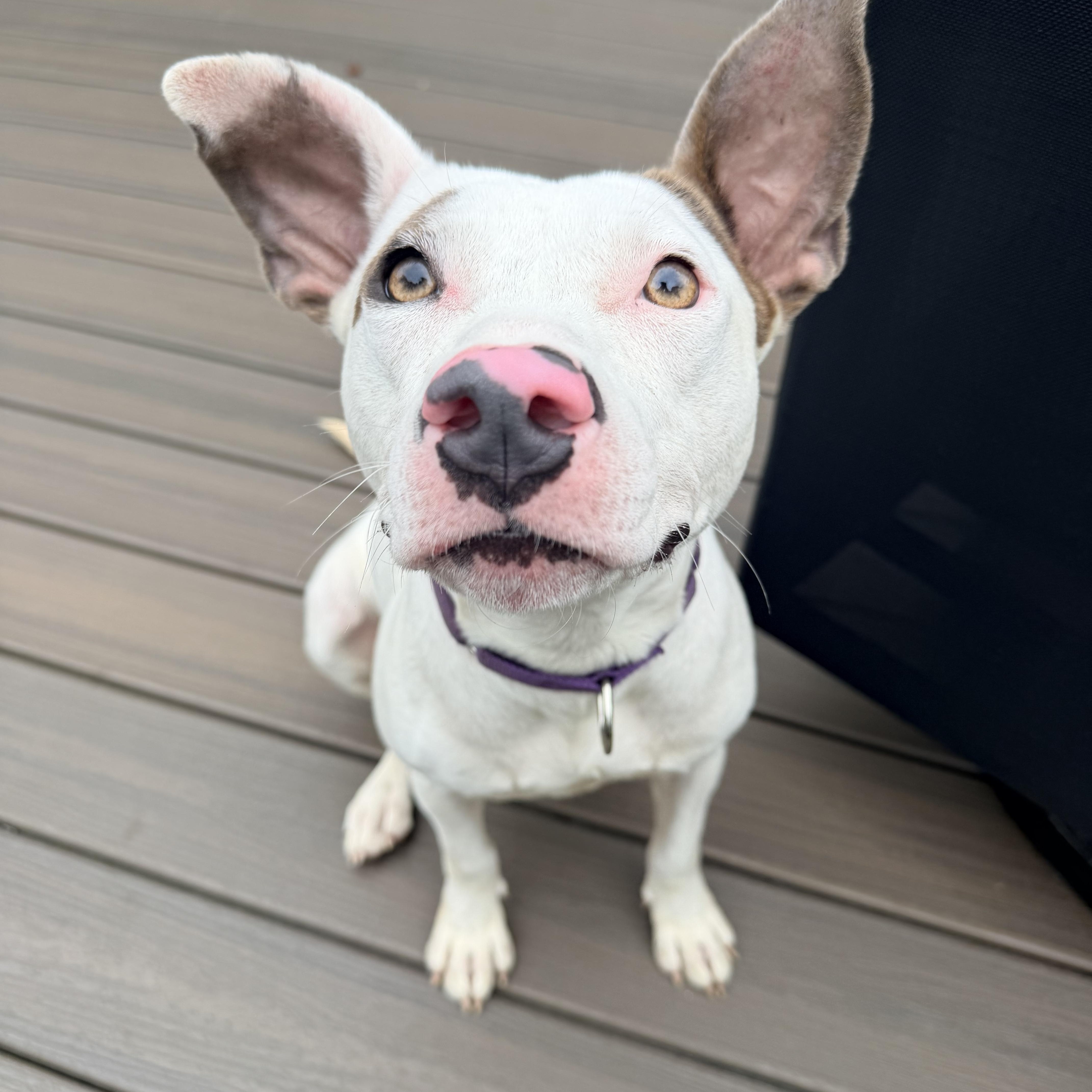 Enlarge Grace, a Adoptable mixed breed in Cumberland, RI image 5/6