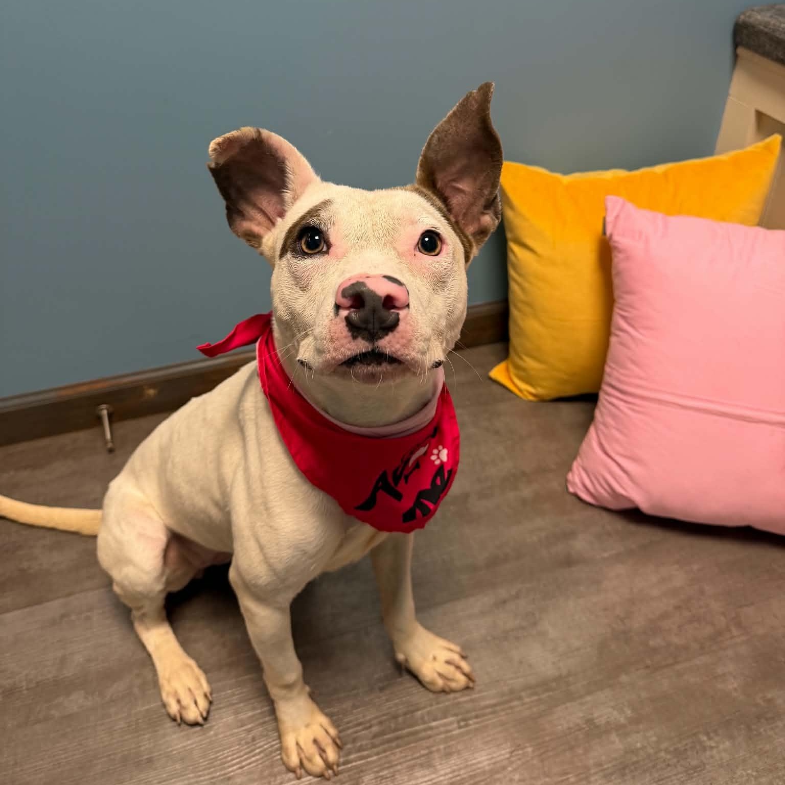 Enlarge Grace, a Adoptable mixed breed in Cumberland, RI image 3/6