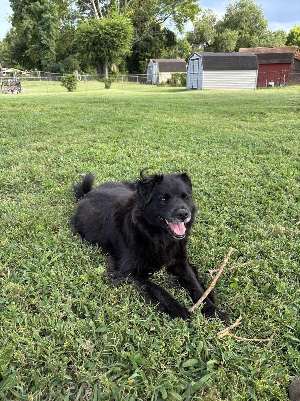 Lily What you dream of in a fur baby, a ADOPTABLE mixed breed in Franklin, TN image 1/6