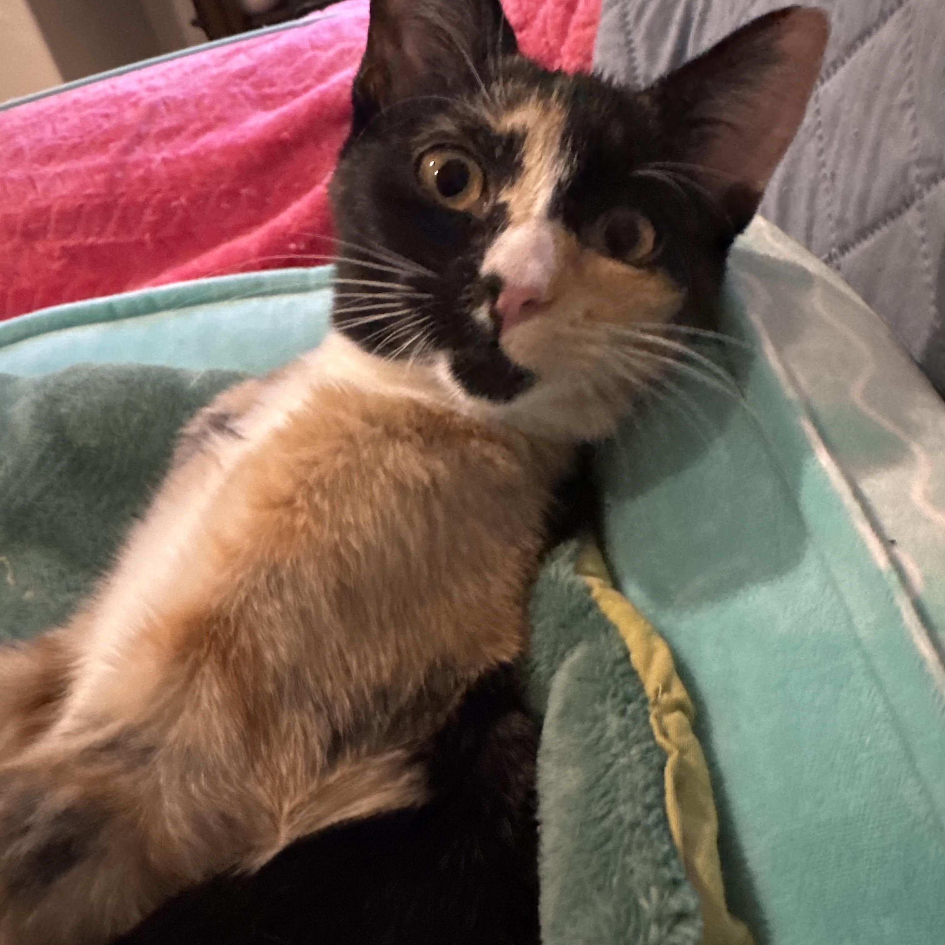 Hannah Sweetest And Loving thumbnail 3