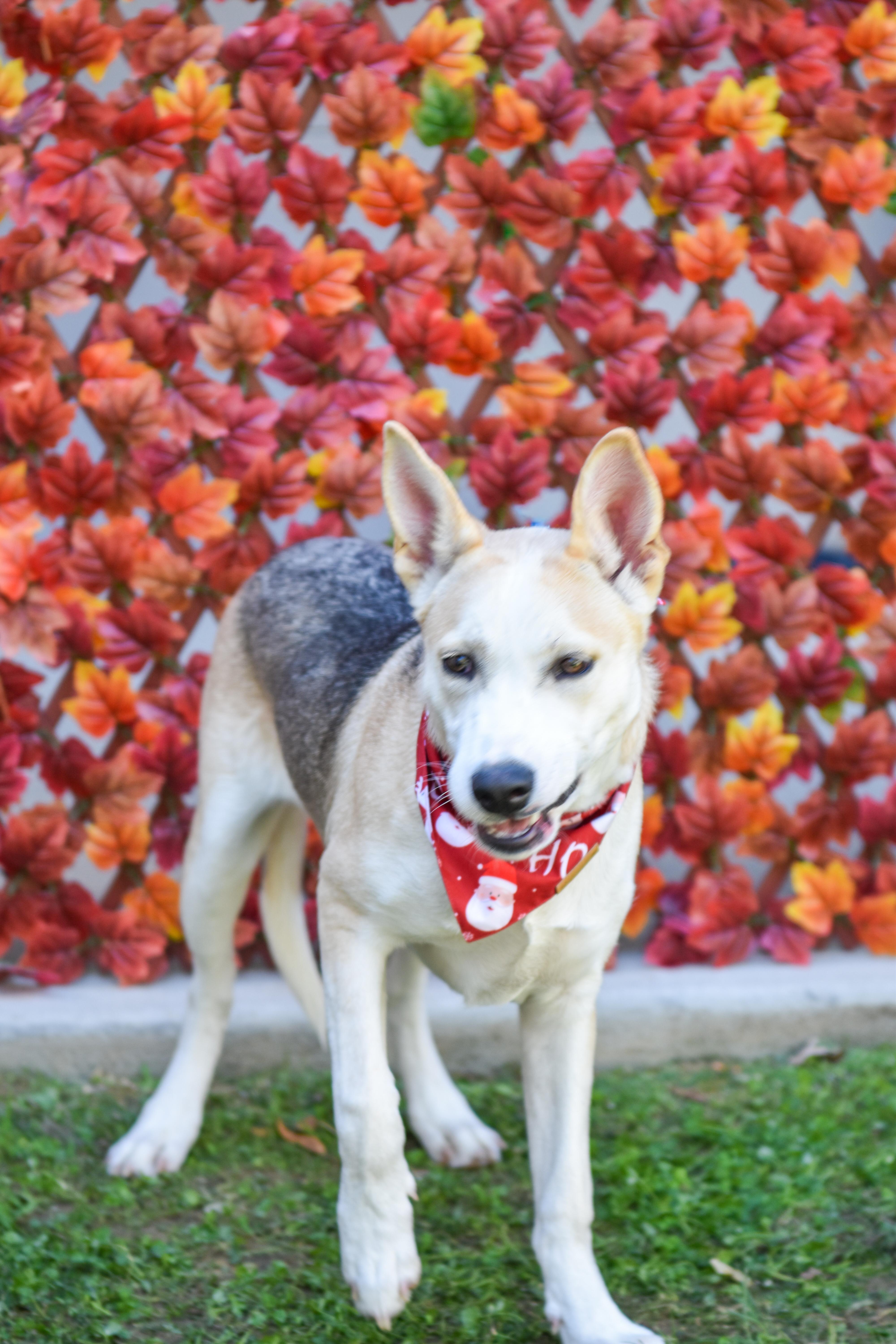Piper, a Adoptable mixed breed in Lancaster, SC image 1/5