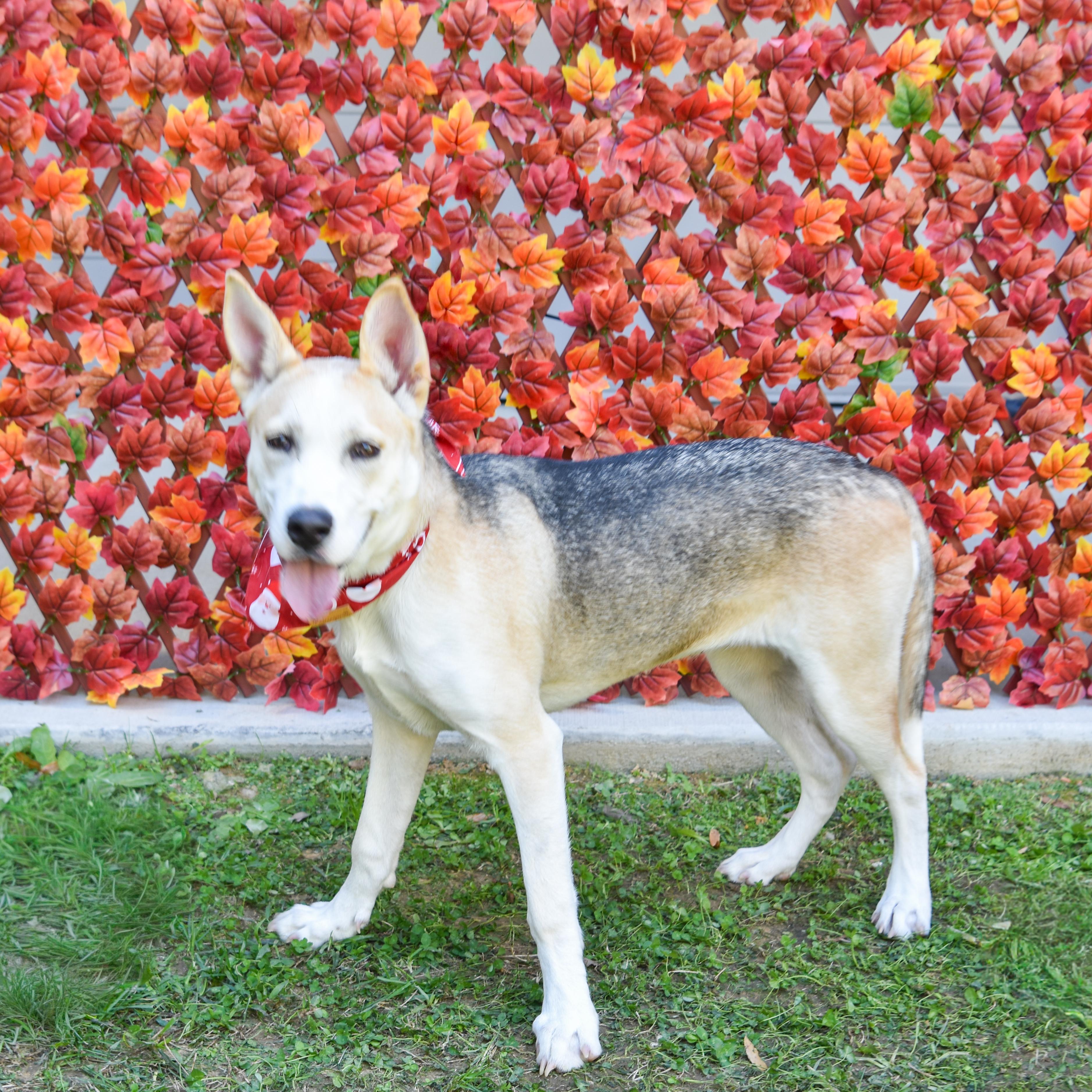 Piper, a Adoptable mixed breed in Lancaster, SC image 5/5