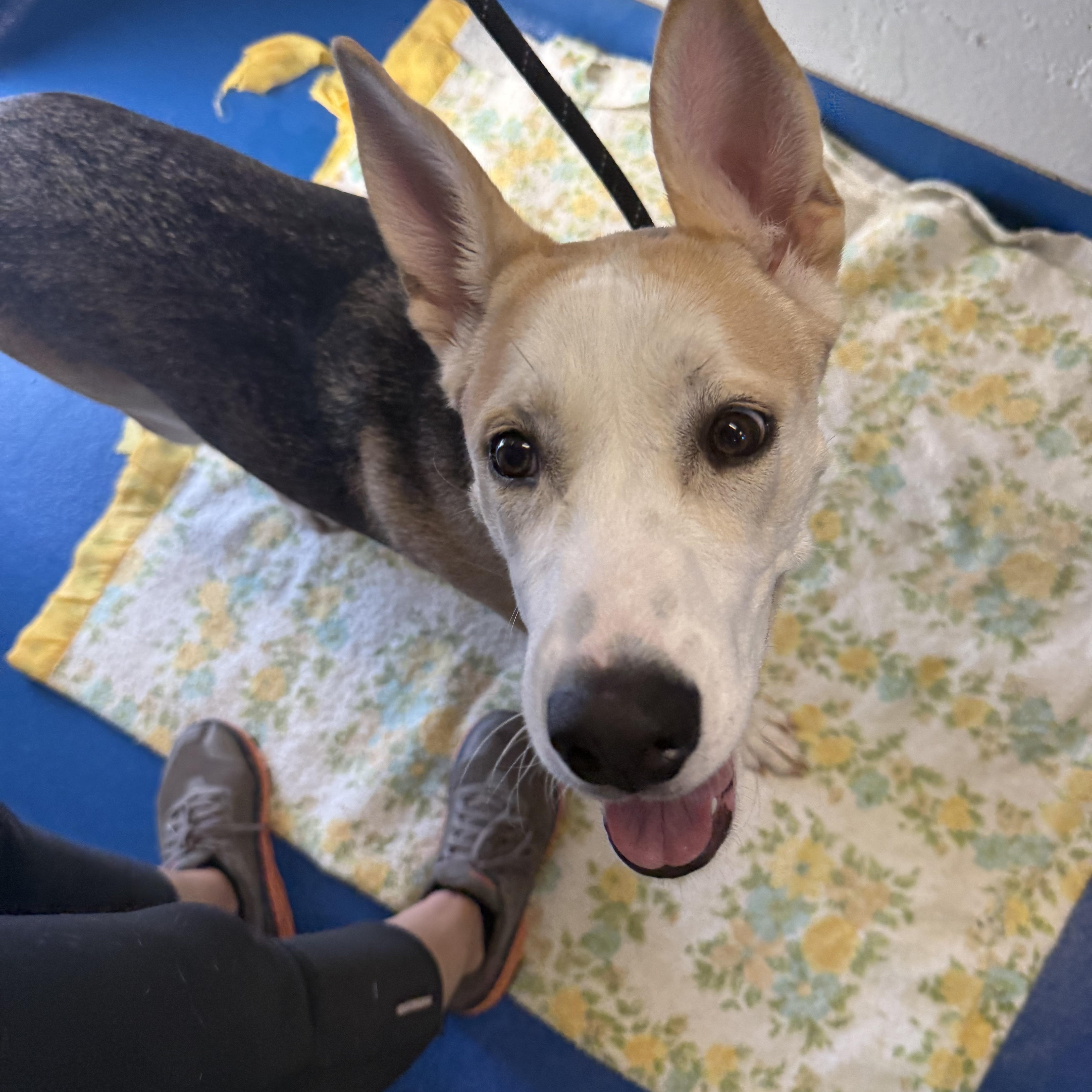 Piper, a Adoptable mixed breed in Lancaster, SC image 3/5