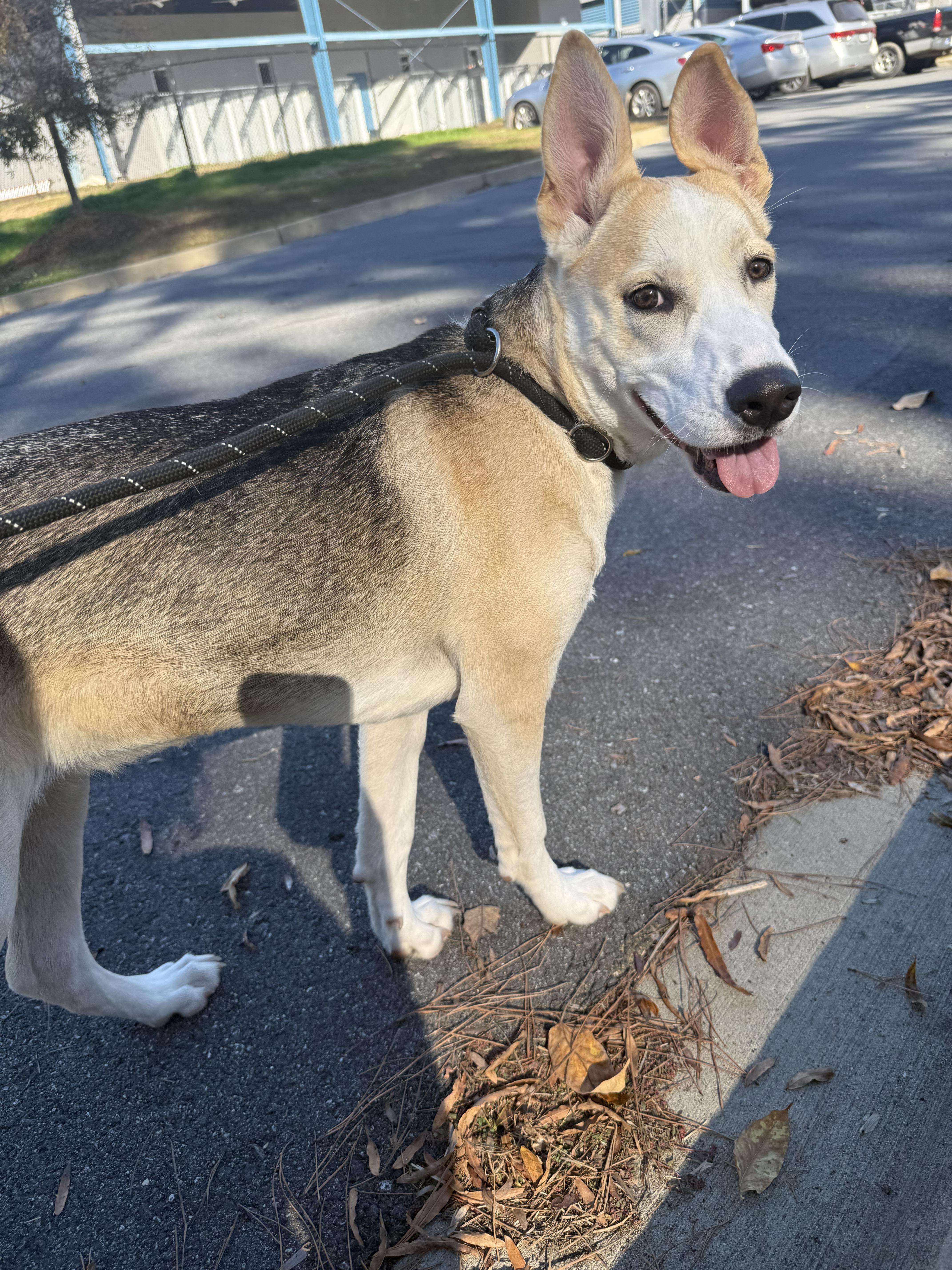 Piper, a Adoptable mixed breed in Lancaster, SC image 4/5