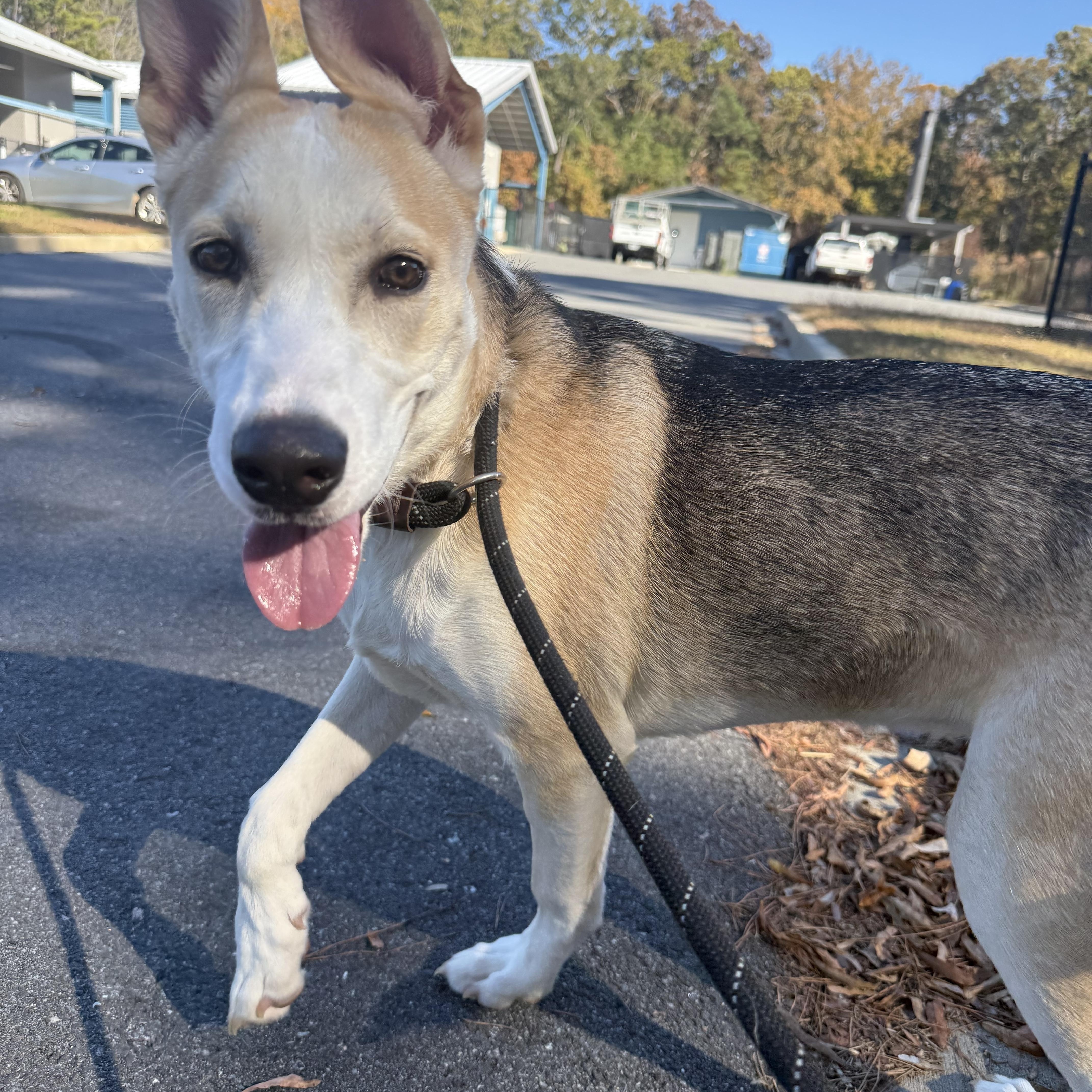 Piper, a Adoptable mixed breed in Lancaster, SC image 2/5