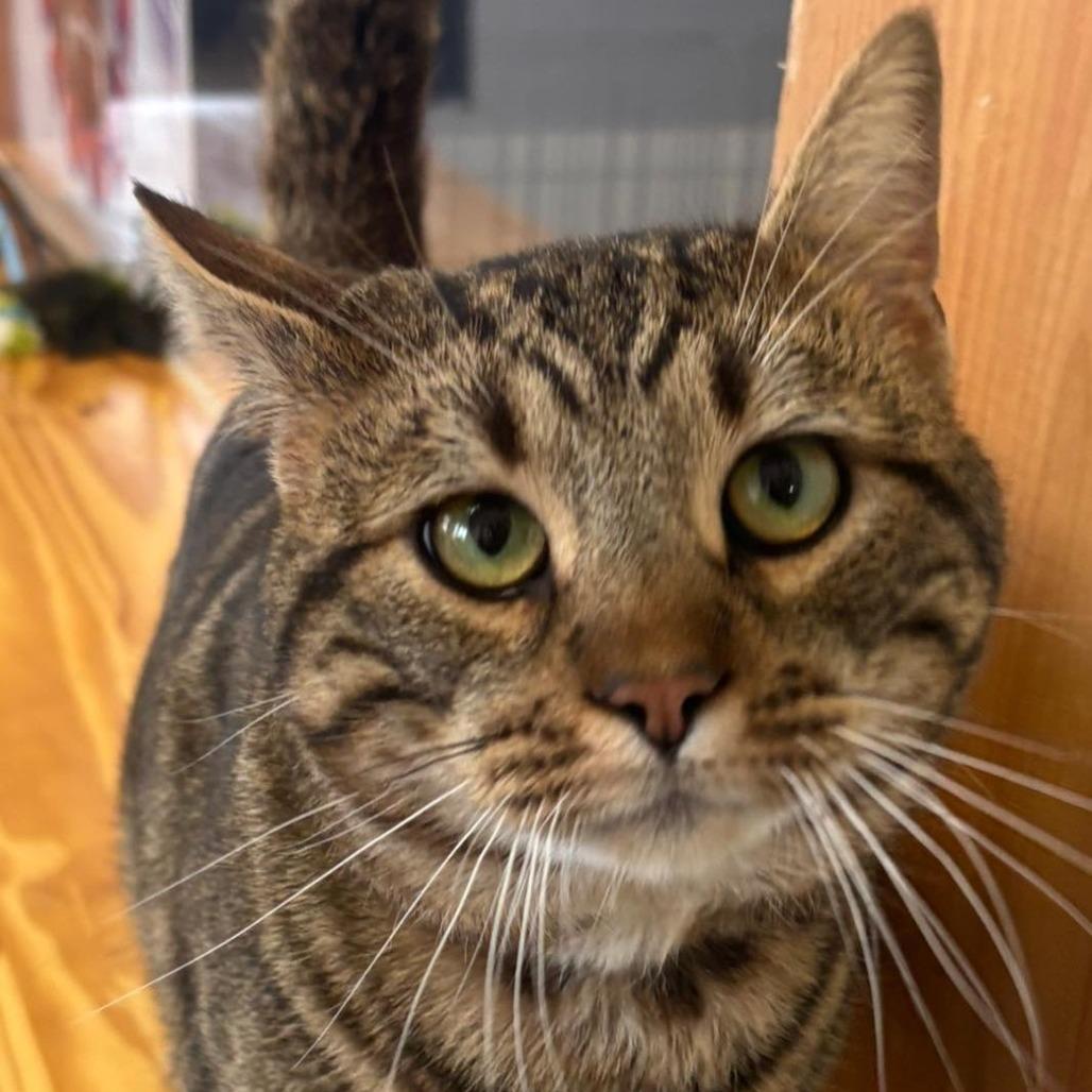 Butternut, Adoptable, Adult Male Domestic Short Hair.