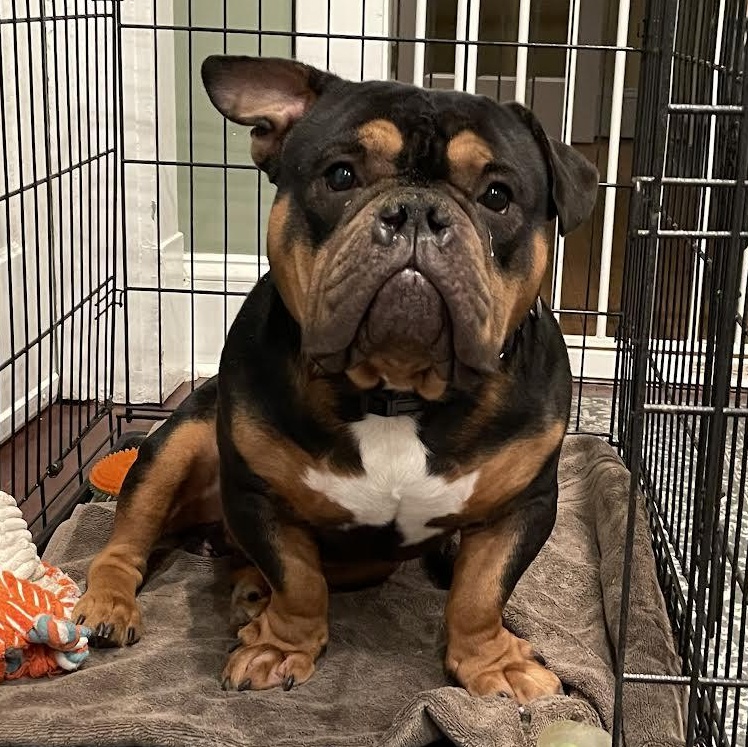 Enlarge Magilla Gorilla, a ADOPTABLE mixed breed in Midlothian, VA image 4/6