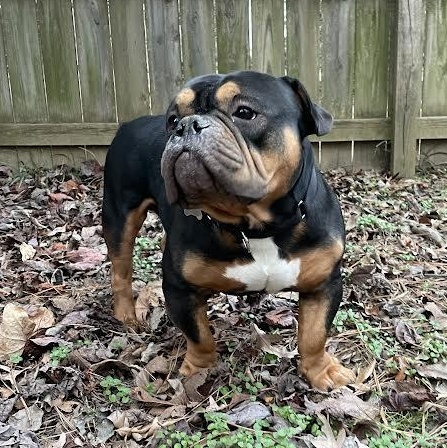 Enlarge Magilla Gorilla, a ADOPTABLE mixed breed in Midlothian, VA image 5/6