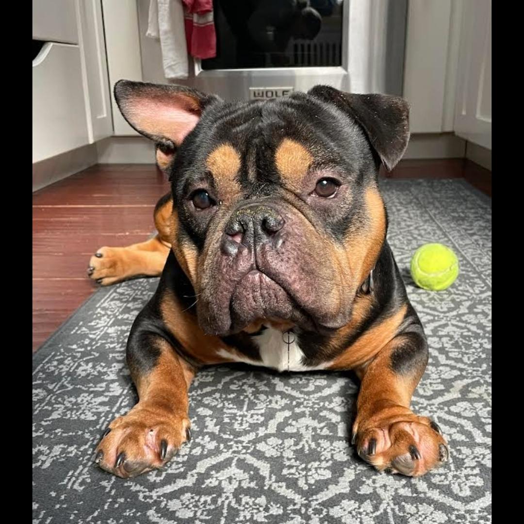 Magilla Gorilla, ADOPTABLE, Adult Male English Bulldog & American Bully.