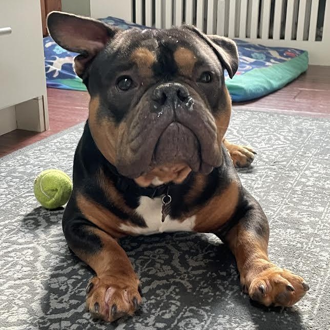 Enlarge Magilla Gorilla, a ADOPTABLE mixed breed in Midlothian, VA image 3/6