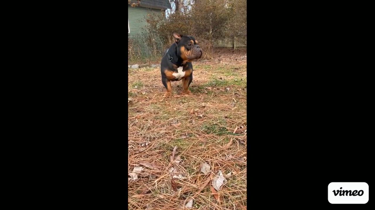 Enlarge Magilla Gorilla, a ADOPTABLE mixed breed in Midlothian, VA video 6/6