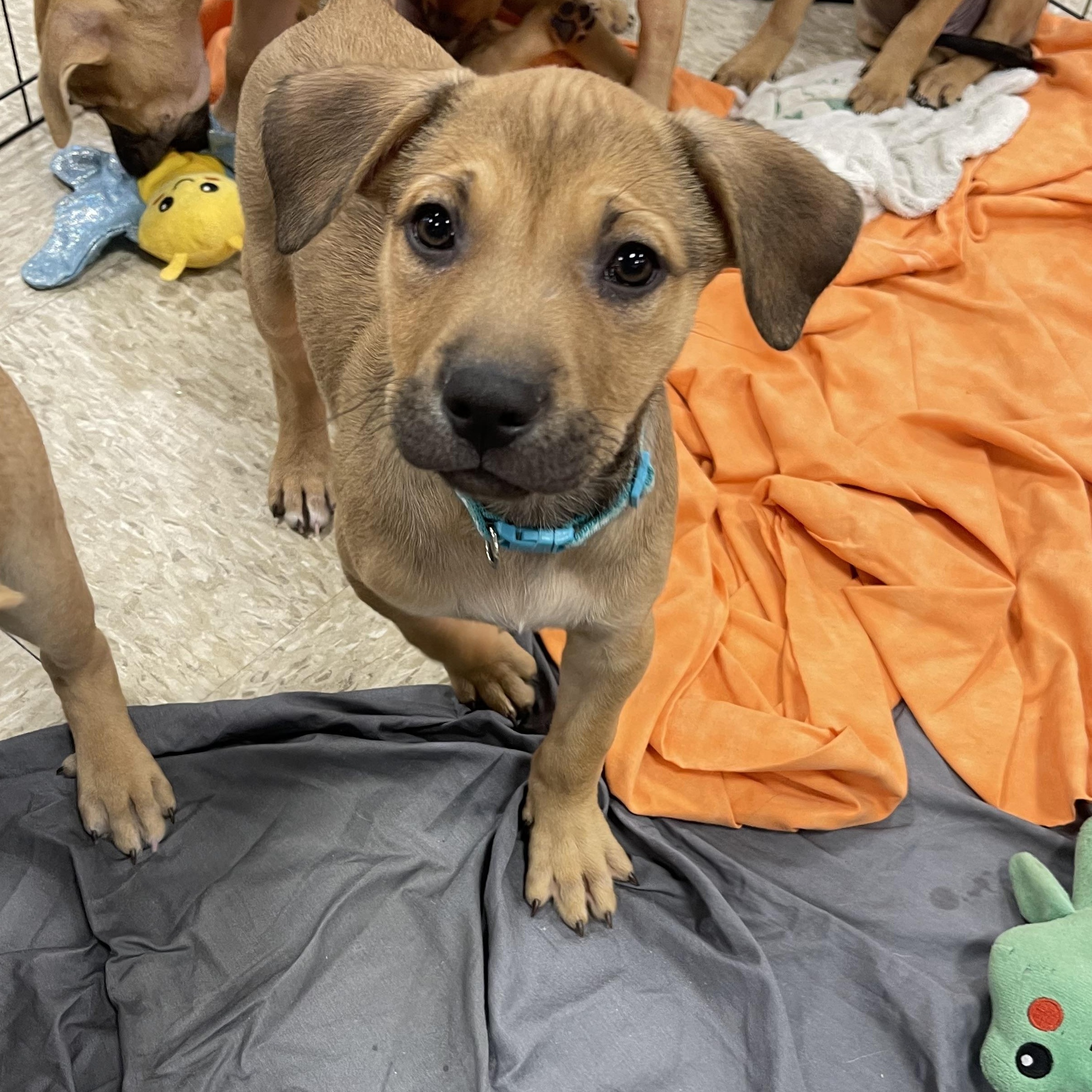 Enlarge Patrick, a Adoptable mixed breed in Winter, WI image 1/1