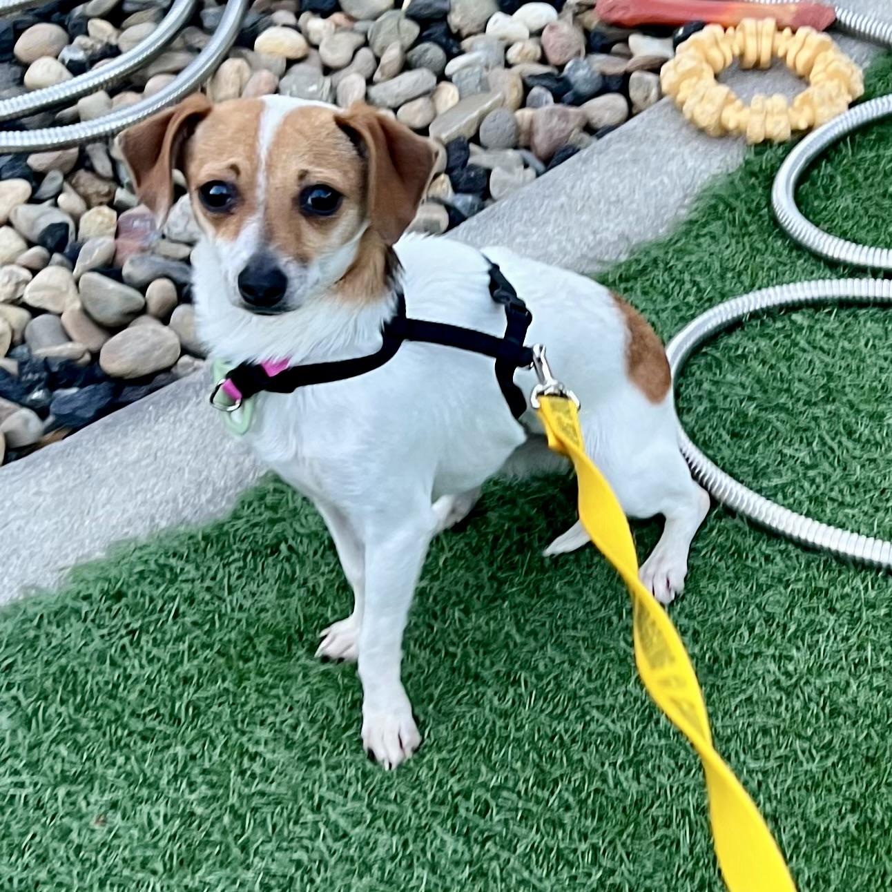 Enlarge Zoey, a ADOPTABLE mixed breed in san ramon, CA image 1/4