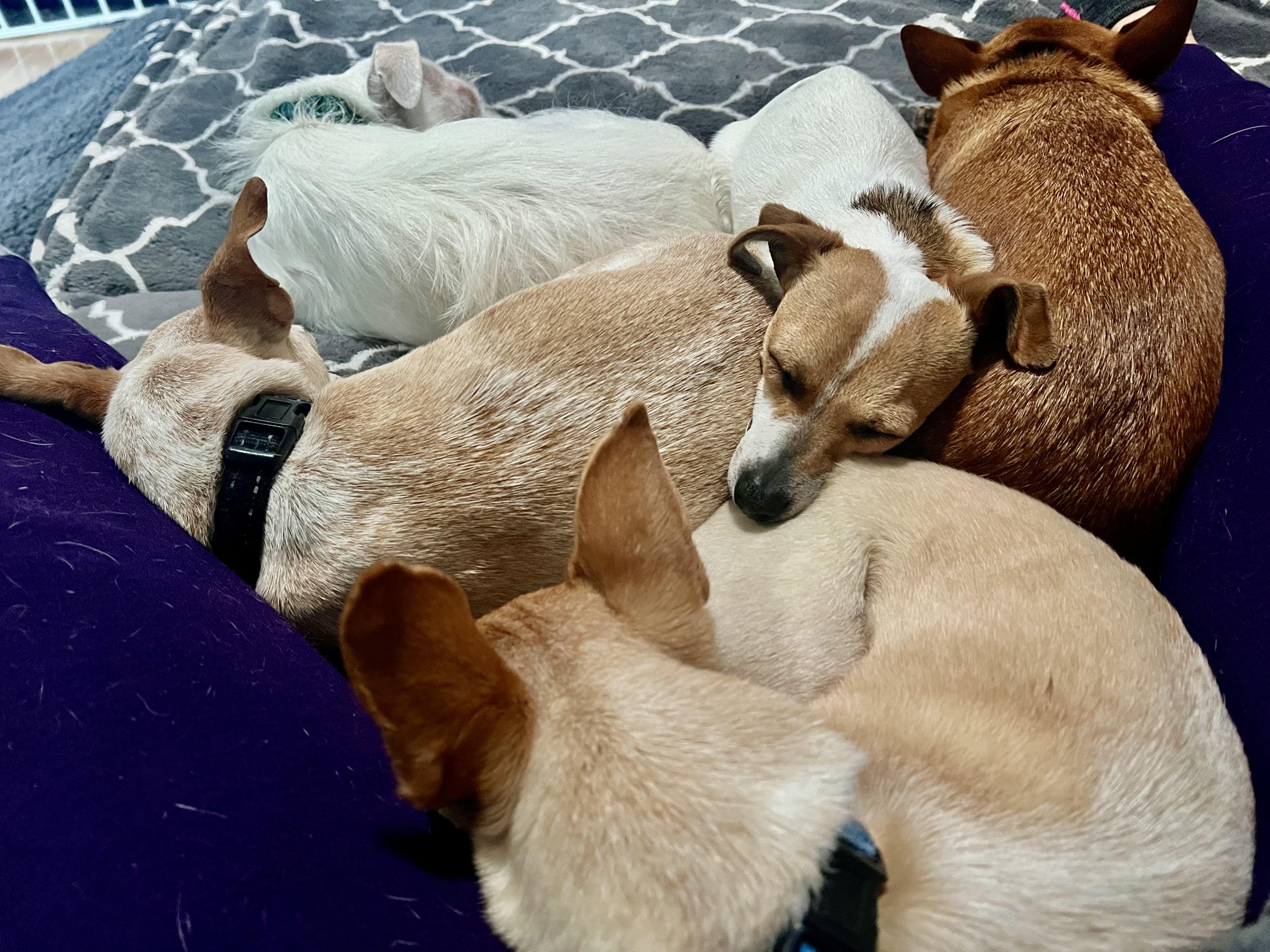 Enlarge Zoey, a ADOPTABLE mixed breed in san ramon, CA image 3/4