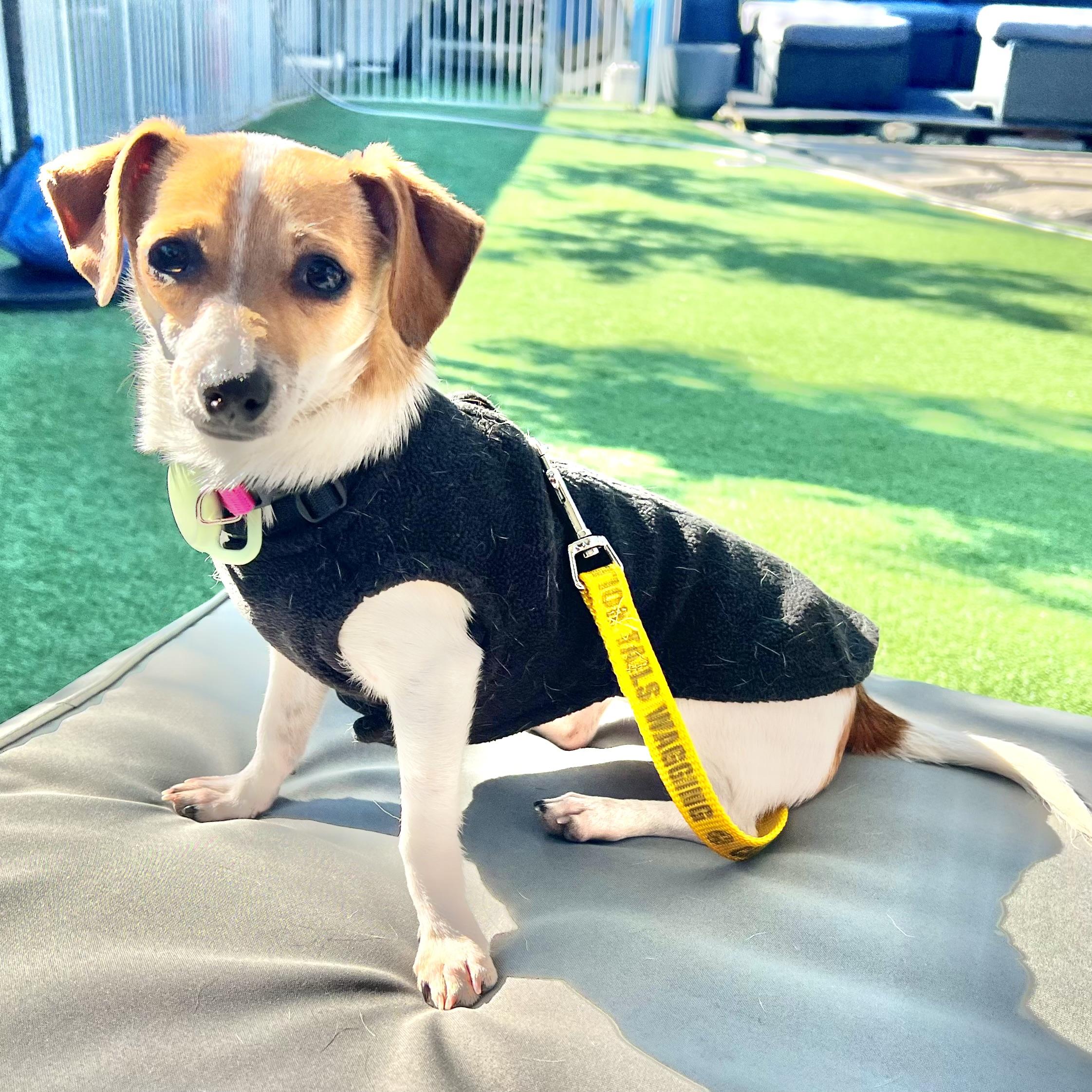 Enlarge Zoey, a ADOPTABLE mixed breed in san ramon, CA image 4/4