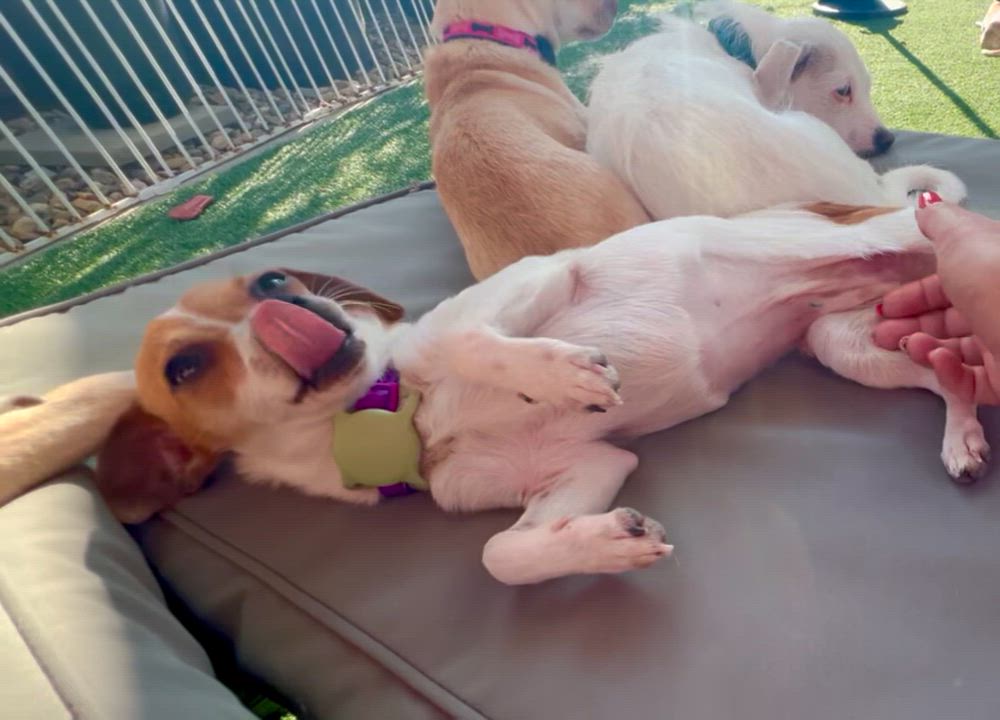 Enlarge Zoey, a ADOPTABLE mixed breed in san ramon, CA video 2/4