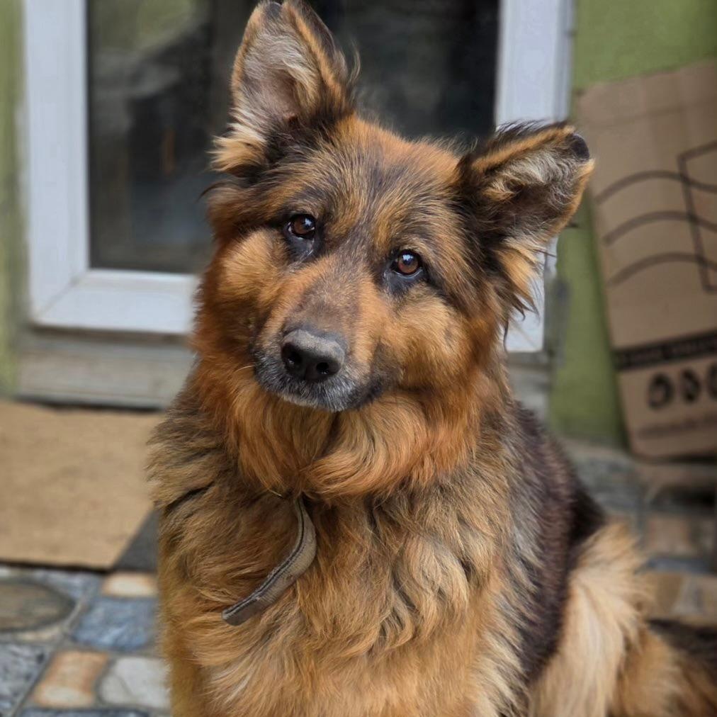 Enlarge Lana, a Adoptable mixed breed in DANVERS, MA image 1/5