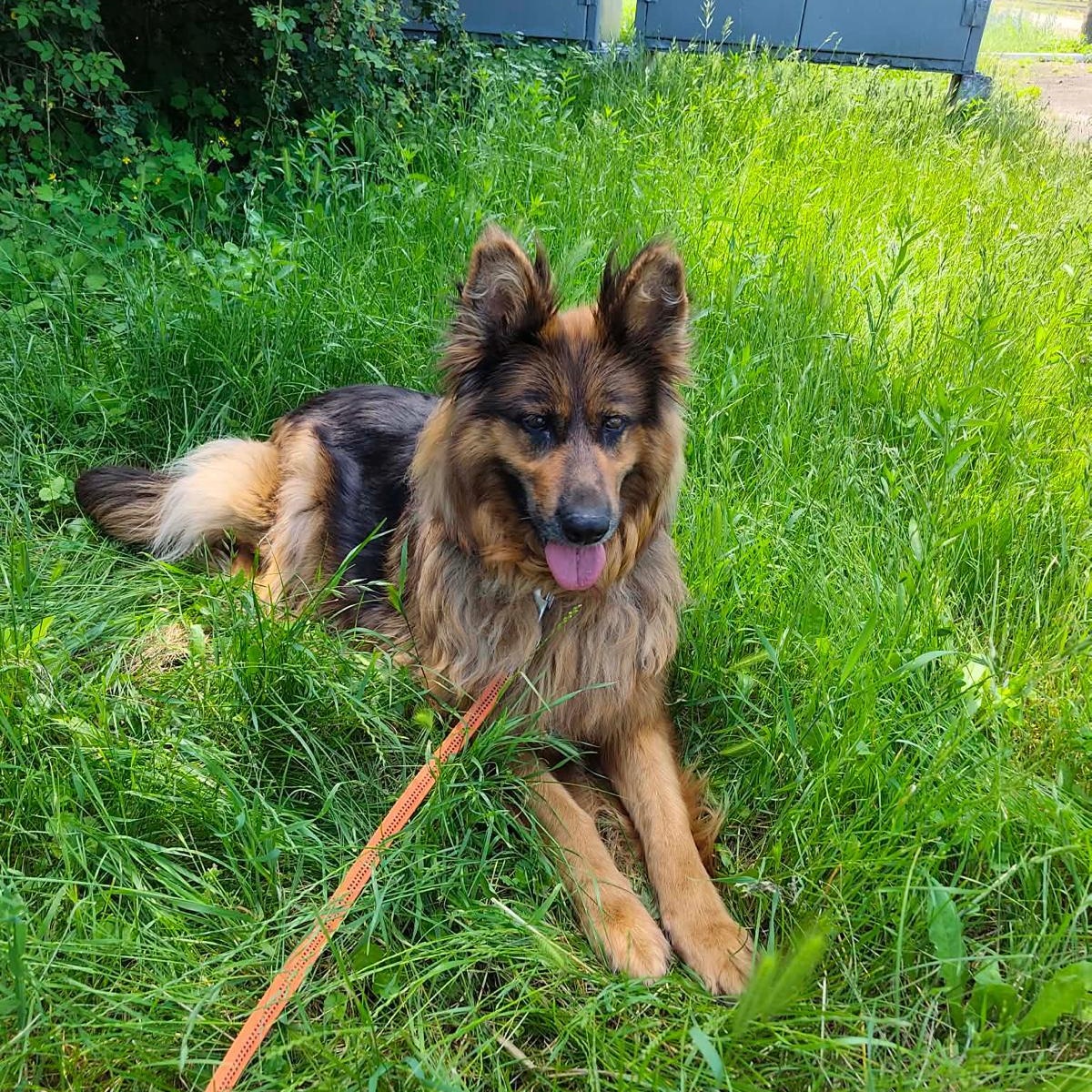 Enlarge Lana, a Adoptable mixed breed in DANVERS, MA image 4/5