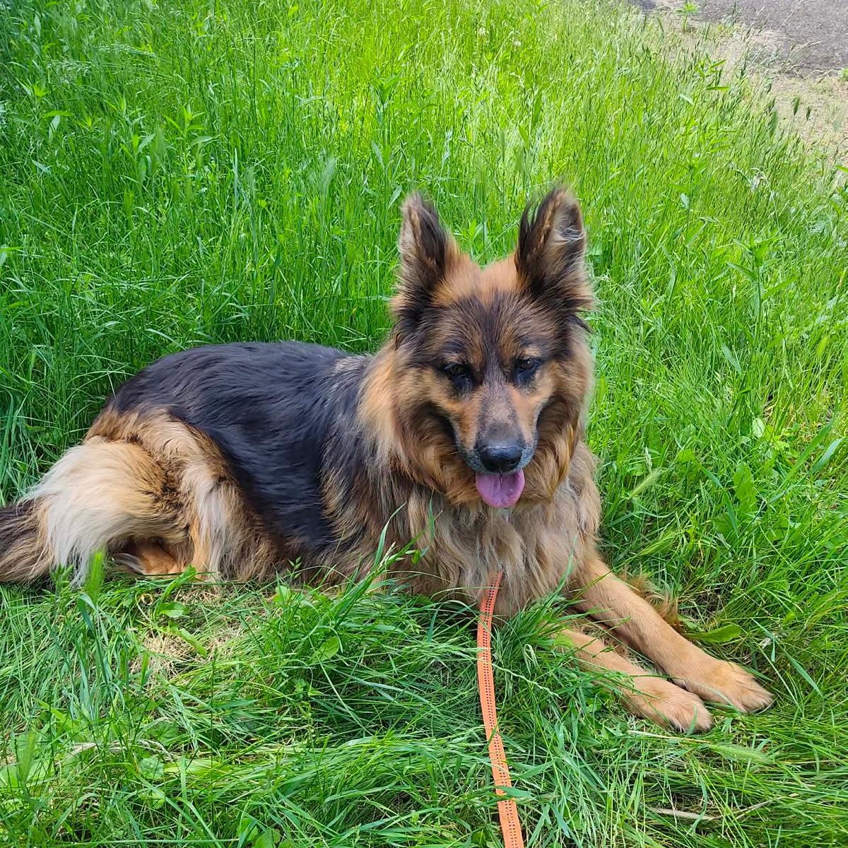 Enlarge Lana, a Adoptable mixed breed in DANVERS, MA image 3/5