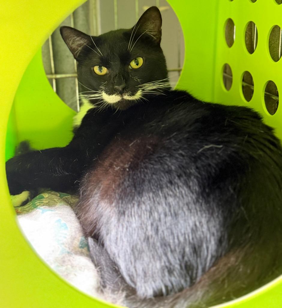 Corvus Bigode, Adoptable, Young Male Domestic Short Hair.