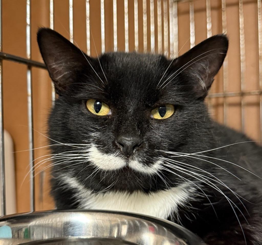 Corvus Bigode, Adoptable, Young Male Domestic Short Hair.