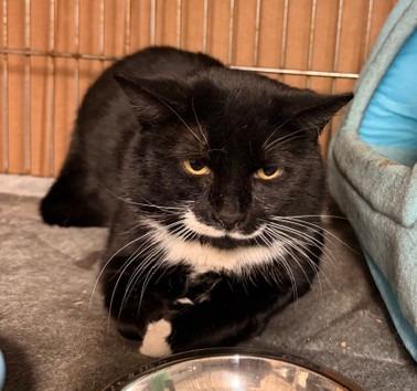 Corvus Bigode, a Adoptable mixed breed in Windsor, CT image 2/2