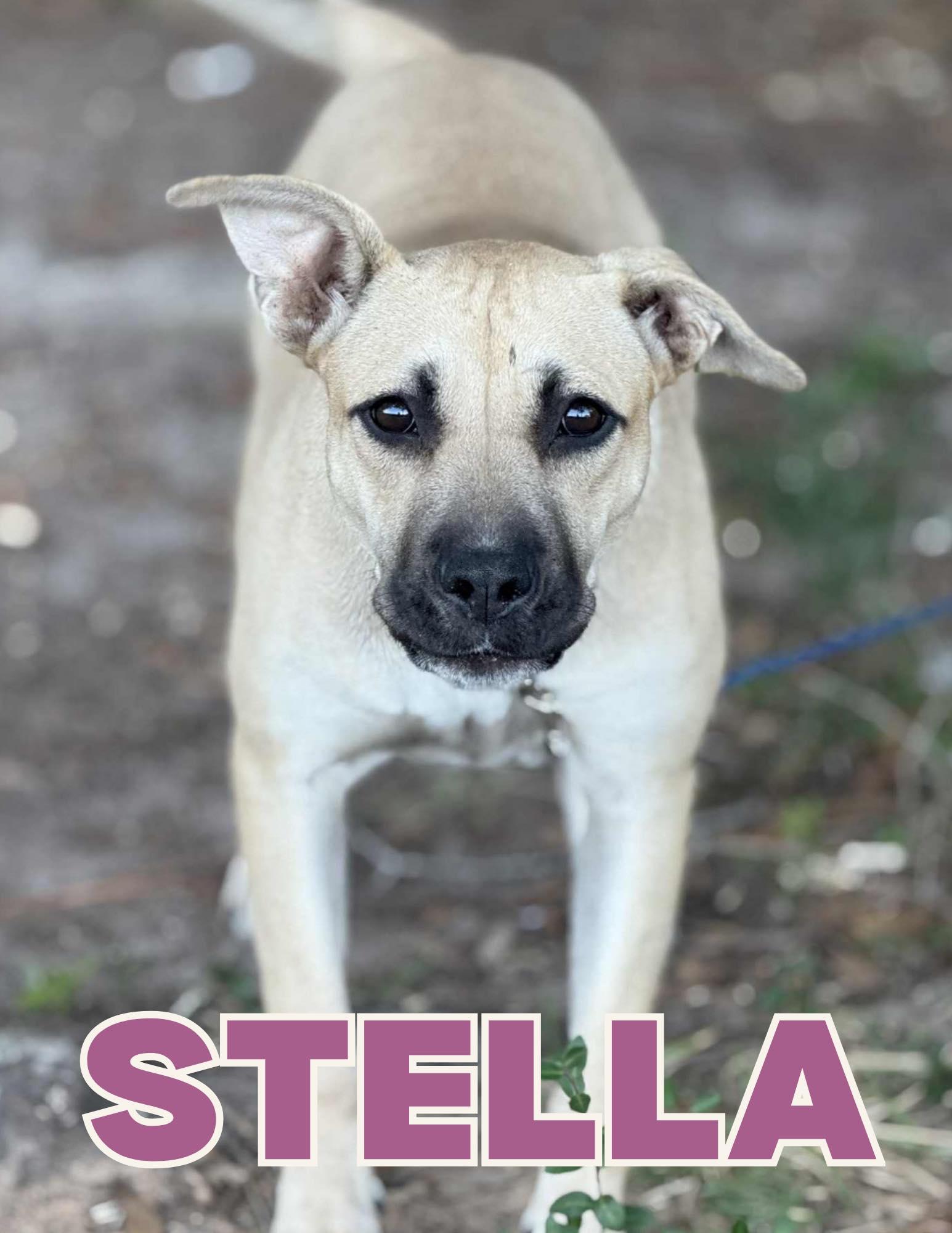 Stella, ADOPTABLE, Young Female Black Mouth Cur.
