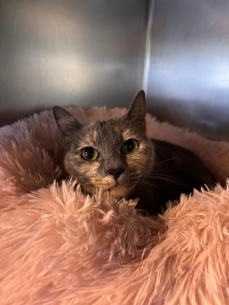 Splotch, Adoptable, Young Female Domestic Short Hair.