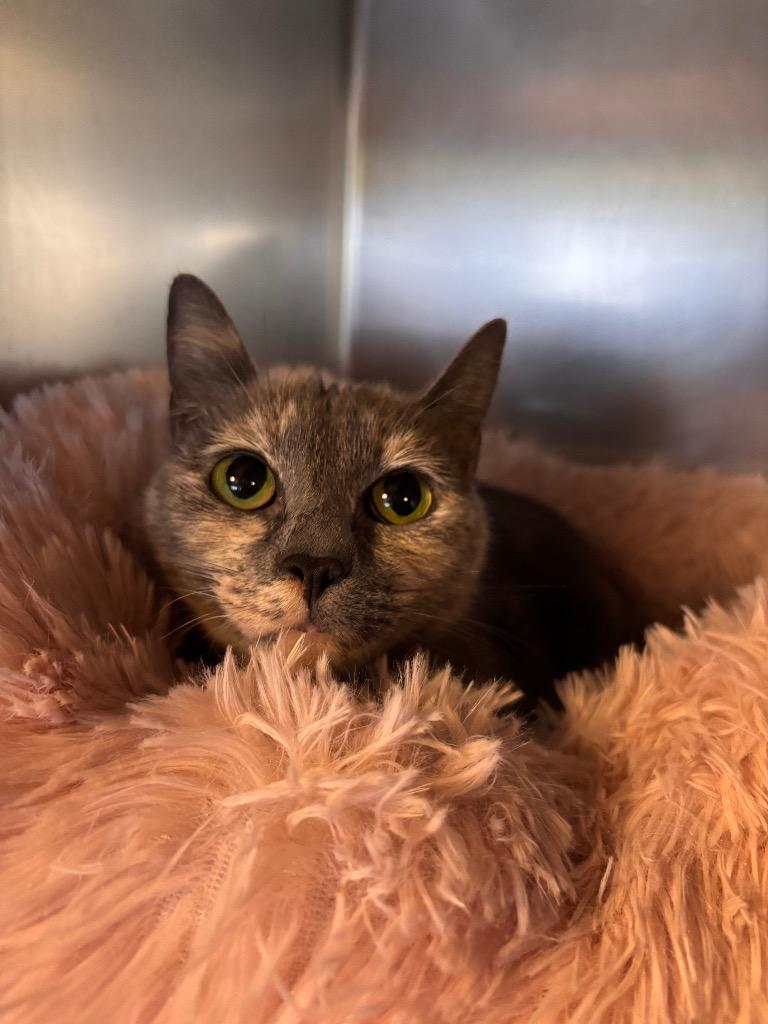 Enlarge Splotch, a Adoptable mixed breed in Port Jervis, NY image 2/2