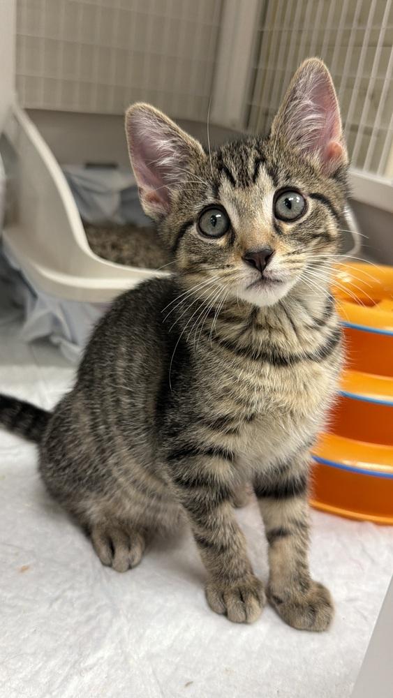 Fred, Adoptable, Kitten Male Tabby.