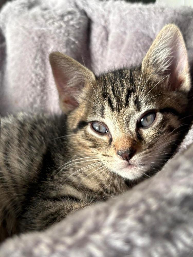 Enlarge Fred, a Adoptable mixed breed in Fort Lauderdale, FL image 2/6