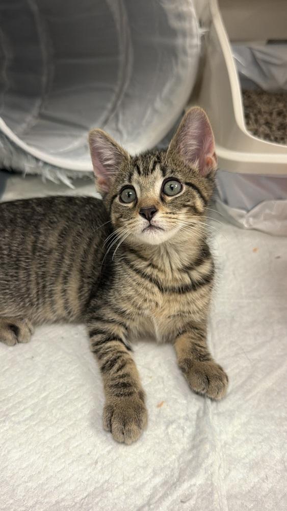 Enlarge Fred, a Adoptable mixed breed in Fort Lauderdale, FL image 3/6