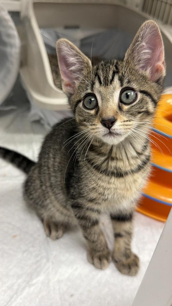 Enlarge Fred, a Adoptable mixed breed in Fort Lauderdale, FL image 4/6